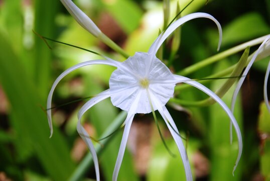 White Beach Spider Lily (Hymenocallis littoralis)