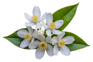 Orange blossom flower and green leaf close-up detail fragrance botanical nature isolated on transparent background
