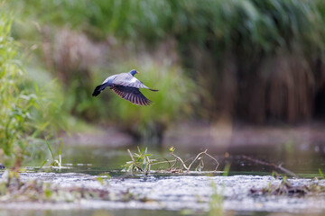 Common wood pigeon (Columba palumbus) in flight over flowing river, wings spread wide, showing grey plumage and natural habitat with lush green background.