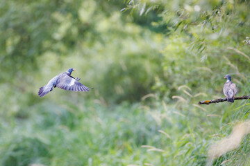 Common wood pigeon (Columba palumbus) in flight over flowing river, wings spread wide, showing grey plumage and natural habitat with lush green background.