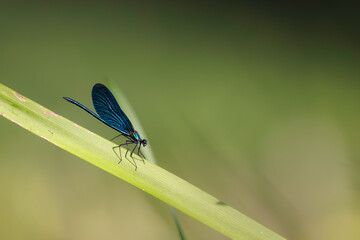 Banded demoiselle (Calopteryx splendens) perched on green blade, metallic blue wings and slender body, isolated against soft blurred background in natural sunlight.