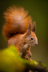 Red squirrel (Sciurus vulgaris) in closeup on mossy branch, vibrant bushy tail, alert expression, fine detail against soft green forest background.