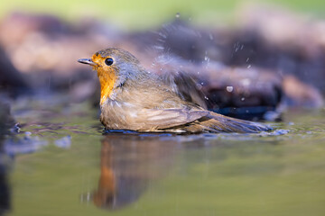 European robin (Erithacus rubecula) bathing in shallow water, shaking droplets off vibrant orange breast, clear closeup with soft background and dynamic motion.