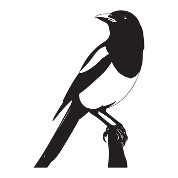 Black and white magpie perched on branch colouring page