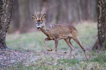 Roe deer (Capreolus capreolus) buck foraging on forest edge in early spring, new antlers in velvet, brown coat, natural woodland scene with soft sunlight.