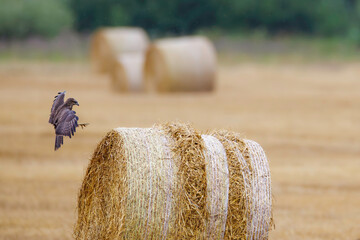 Juvenile common buzzard (Buteo buteo) landing on straw bale in harvested field, spread wings and talons ready, with soft yellow background and distant hay rolls.