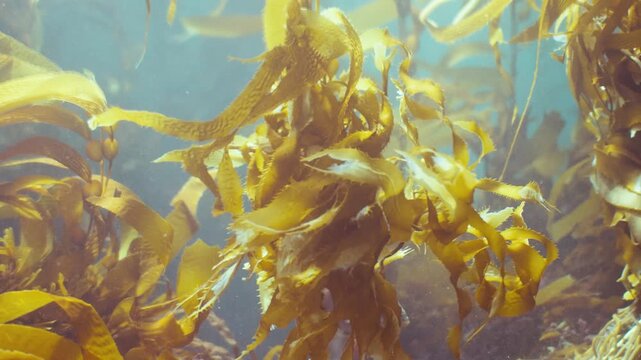 Catalina Kelp Forest