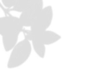 Soft Leaf Shadow Overlay