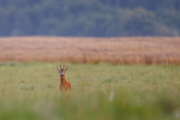 Roe deer buck (Capreolus capreolus) stands alone in lush field, distant view with velvet antlers, warm summer colors and blurred landscape background