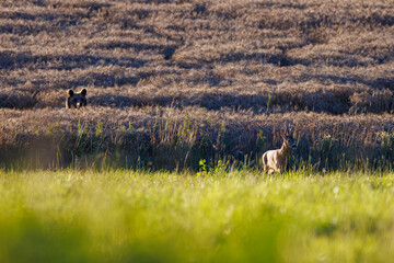Brown bear (Ursus arctos) emerges from grain field behind roe deer (Capreolus capreolus) at field edge, rare wildlife encounter in golden evening light, natural Slovakia countryside