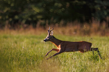 Roe deer buck (Capreolus capreolus) in full run across summer meadow, blurred green grass background, motion and strong light, symbol of wildlife energy and agility.