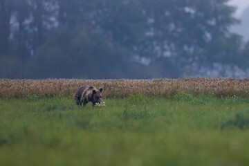 Brown bear (Ursus arctos) walking across green field at dusk, soft summer light and forest in background, powerful and majestic presence in wild nature.