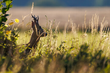 Roe deer buck (Capreolus capreolus) in backlight stands hidden among tall grass and wildflowers, velvet antlers and profile glowing in warm summer evening sunlight.