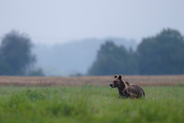 Brown bear (Ursus arctos) walking across green field at dusk, soft summer light and forest in background, powerful and majestic presence in wild nature.