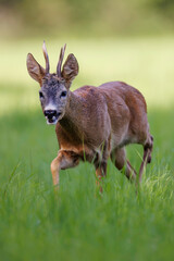 Roe deer buck (Capreolus capreolus) in closeup portrait on lush green meadow, velvet antlers, alert expression and fine detail, vivid summer wildlife scene.