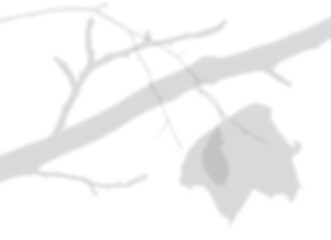 Obraz premium Tree Shadow with Falling Leaves Overlay