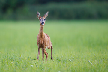 Roe deer doe (Capreolus capreolus) stands alert on green summer meadow, elegant pose, fine detail against blurred background, symbol of peaceful wildlife in nature.