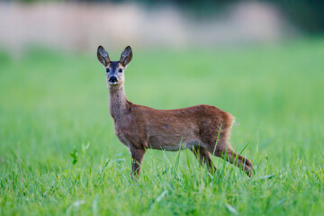 Roe deer doe (Capreolus capreolus) stands alert on green summer meadow, elegant pose, fine detail against blurred background, symbol of peaceful wildlife in nature.
