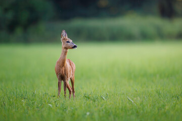 Roe deer doe (Capreolus capreolus) stands alert on green summer meadow, elegant pose, fine detail against blurred background, symbol of peaceful wildlife in nature.