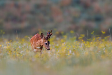 Roe deer (Capreolus capreolus) stands in sunlit wildflower meadow, antlers emerging above soft blooms, blending into dreamy natural landscape with blurred background.