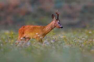 Roe deer (Capreolus capreolus) stands in sunlit wildflower meadow, antlers emerging above soft blooms, blending into dreamy natural landscape with blurred background.