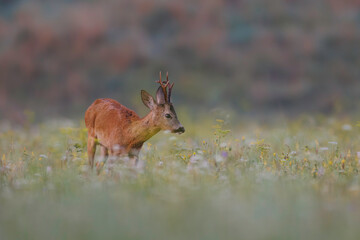 Roe deer (Capreolus capreolus) stands in sunlit wildflower meadow, antlers emerging above soft blooms, blending into dreamy natural landscape with blurred background.