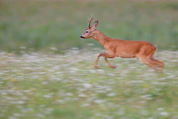 Roe deer buck (Capreolus capreolus) in full run across summer meadow, blurred green grass background, motion and strong light, symbol of wildlife energy and agility.
