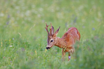 Roe deer (Capreolus capreolus) stands in sunlit wildflower meadow, antlers emerging above soft blooms, blending into dreamy natural landscape with blurred background.