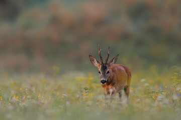 Roe deer (Capreolus capreolus) stands in sunlit wildflower meadow, antlers emerging above soft blooms, blending into dreamy natural landscape with blurred background.