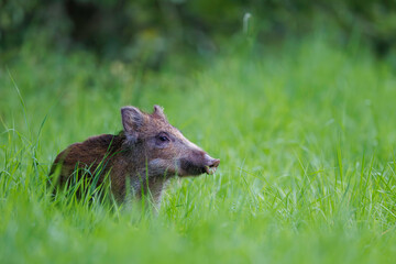 Wild boar piglet (Sus scrofa) resting in lush green grass, curious and alert expression, natural summer habitat with soft light, symbol of peaceful wildlife scene.