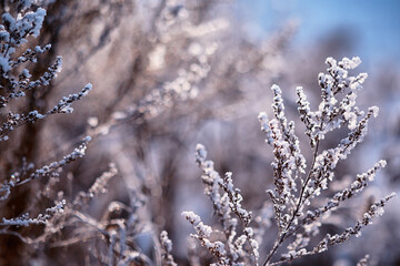 Winter atmospheric landscape with frost-covered dry plants during snowfall. Winter Christmas background