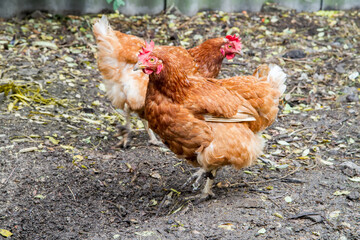 Chickens are looking for food in the poultry yard. Red domestic chickens