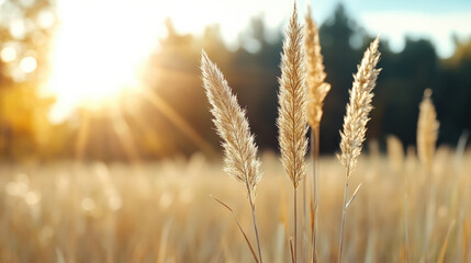 Obraz premium Golden sunlight illuminates tall grass in tranquil field, creating serene atmosphere