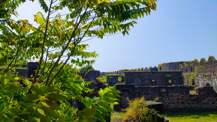 tree on a janjira fort in murud in maharashtra in india 
