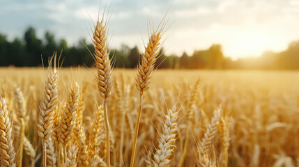 Fototapeta premium Golden wheat field glowing under sunset, creating warm and cinematic atmosphere