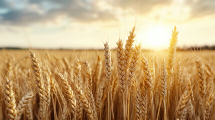 Fototapeta premium Golden wheat field glowing under sunset, creating warm and cinematic atmosphere