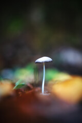 Petit champignon blanc seul au centre de l'image avec un flou dans les feuilles en automne