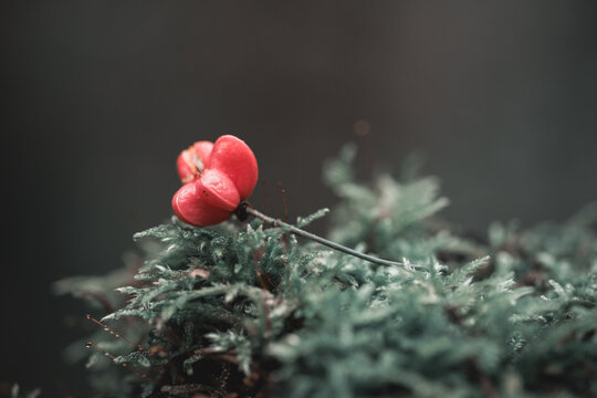 Petite fleur rouge sur un lit de mousse en for&ecirc;t en automne