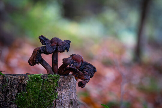 Groupe de champignons brun sur un souche d'arbre en for&ecirc;t