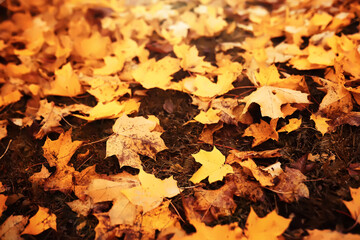 Lively closeup of falling autumn leaves with vibrant backlight from the setting sun