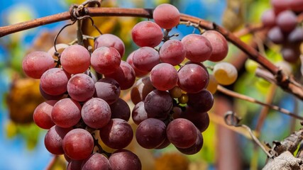 Close-up of ripe red grapes growing on the vine in a vineyard