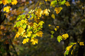 Autumn Leaves on Tree Branch