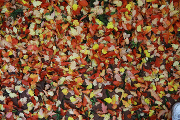 Beautiful autumn landscape with yellow trees and sun. Colorful foliage in the park. Falling leaves natural background