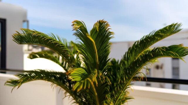 A vibrant palm tree with green fronds and a yellow midrib, against a backdrop of buildings and sky