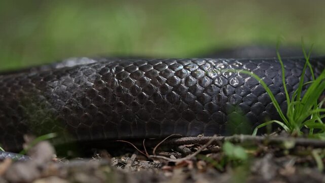 Slithering snake close up. Black snake. Big black surface features scales, dangerous. Forest Cobra. Black Cobra. Black snake crawling. Snakes in motion. Creeping reptile.