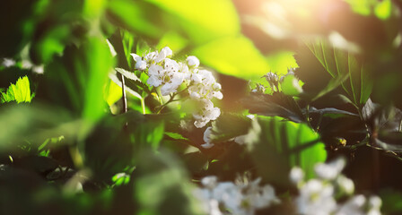 The first flowers against the background of green spring. Spring bloom.