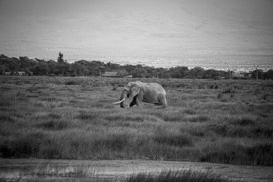 Majestuoso Elefante Africano con Grandes Colmillos en la Sabana de Kenia