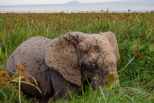 Majestuoso Elefante Africano con Grandes Colmillos en la Sabana de Kenia
