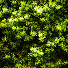 Bright top view of micro, green moss texture in natural light. Concept of ecological freshness, nature background, organic pattern, and environmental purity.
