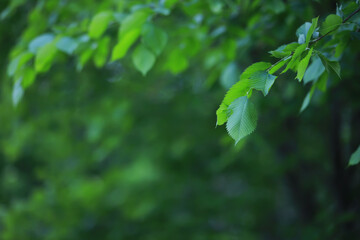 Lively closeup of spring leaves with vibrant backlight from the setting sun